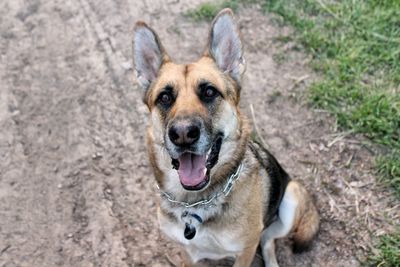 High angle portrait of a dog