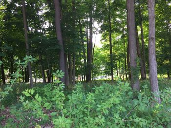 Trees in forest
