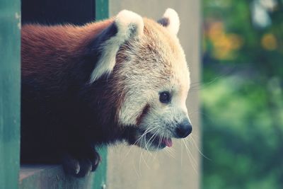 Close-up of red panda looking through window in zoo