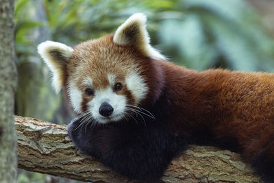 red panda