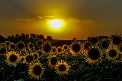 Close-up of sunflower field against sky during sunset
