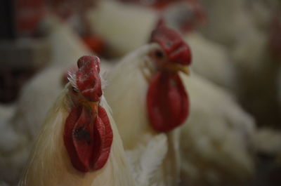 Close-up of red white layer roosters  on plant