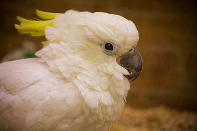 Side view of sulphur crested cockatoo at zoo