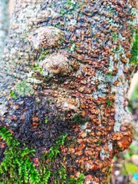 Close-up of moss growing on tree trunk