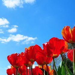Low angle view of flowers against blue sky