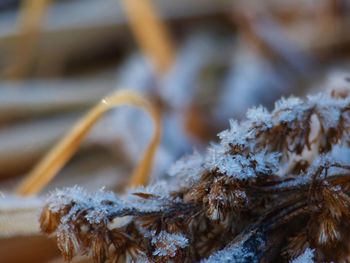 Close-up of frozen plant