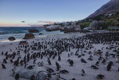 Flock of birds on beach against clear sky