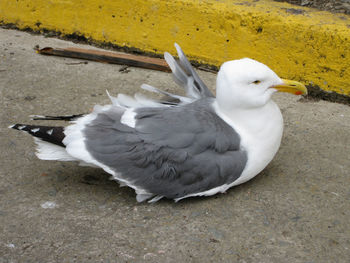 High angle view of bird in water