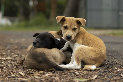 Street puppies sleeping one over another in winter