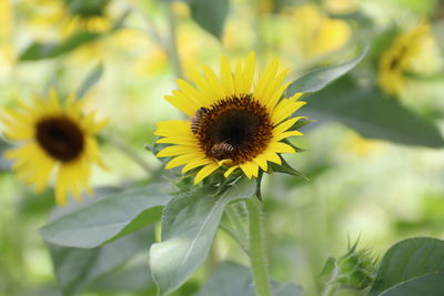 Close-up of yellow flowering plant