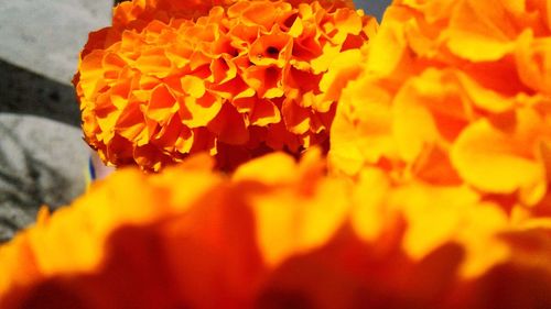 Close-up of orange marigold flowers