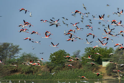 Birds flying in the sky