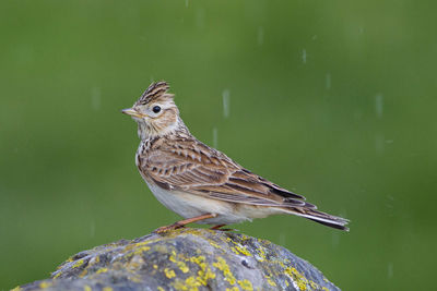 Close-up of a bird