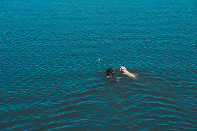 High angle view dogs swimming in sea