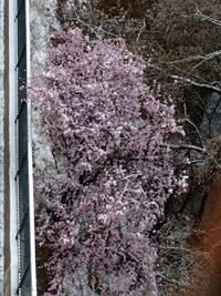 Close-up of flower tree