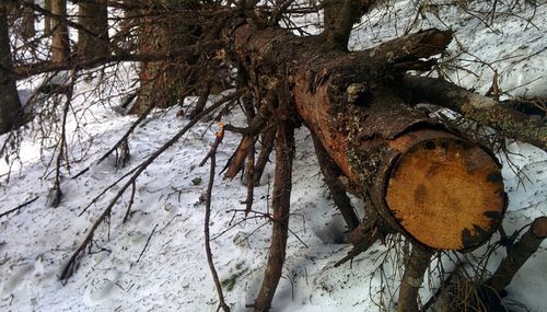 Trees in forest during winter