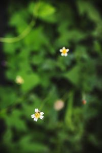 Close-up of cosmos flower blooming outdoors