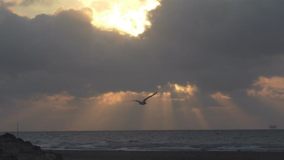 SILHOUETTE BIRD FLYING OVER SEA AGAINST SKY