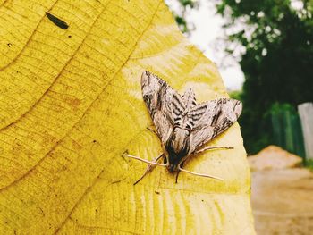 Close-up of butterfly on leaf