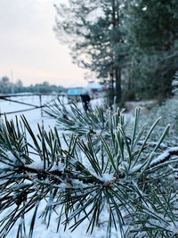Close-up of snow covered pine tree during winter