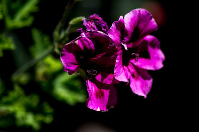 Close-up of purple flowers blooming outdoors