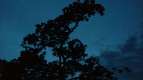 Low angle view of silhouette trees against blue sky