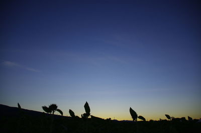 Low angle view of silhouette trees against sky during sunset