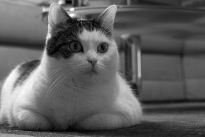 Close-up portrait of a cat