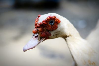 Close-up of bird