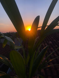 Close-up of plants growing on field against sky during sunset