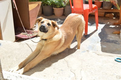 Dog stretching on footpath