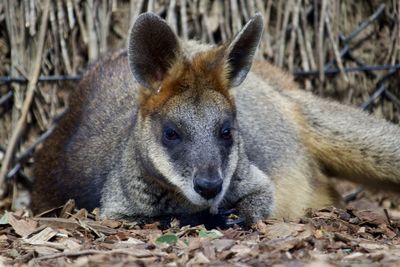 Close-up portrait of a dog lying on land