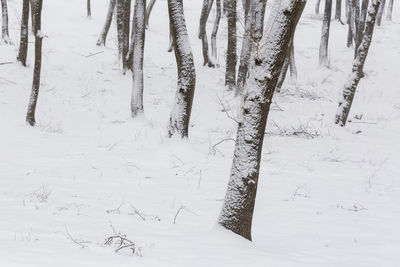 Scenic view of snow covered field