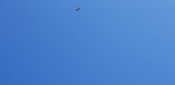 Low angle view of bird flying in sky