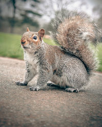 Close-up of a squirrel looking at the camera