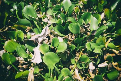 High angle view of fresh green leaves on field