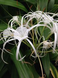 Close-up of white flowers