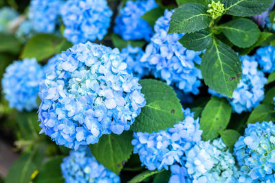 Close-up of blue hydrangea flowers in park