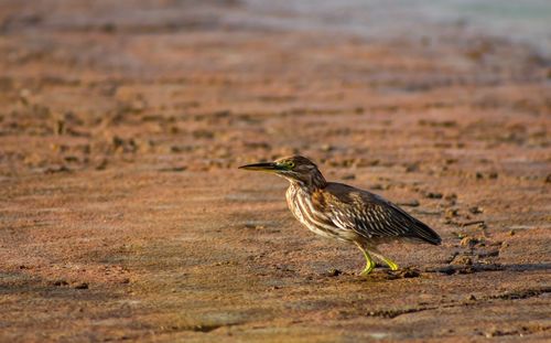 Bird perching on a field