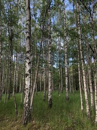 Pine trees in forest