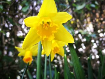 Close-up of yellow flower blooming outdoors