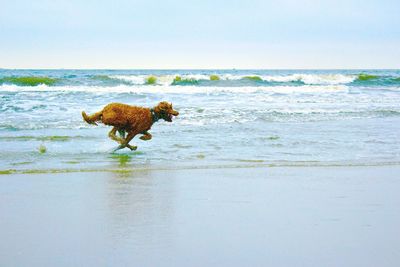 Brown poodle running on shore at beach