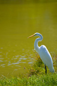 Great egret latin name ardea alba
