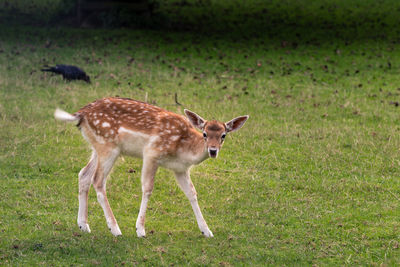 Giraffe on field