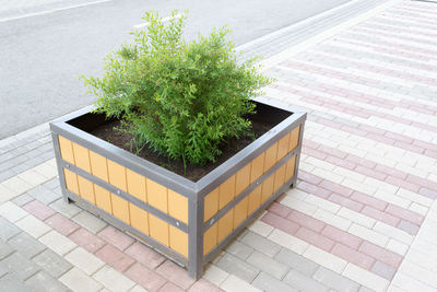 High angle view of potted plants on wall