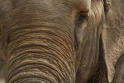 Close-up of elephant