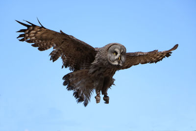 Low angle view of eagle flying against clear sky