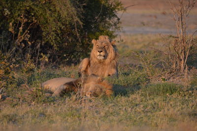 Lioness sitting on field