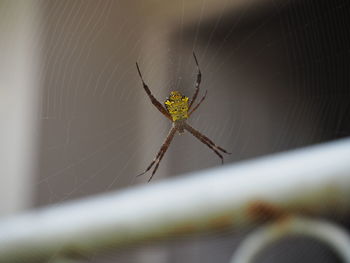 Close-up of spider on web