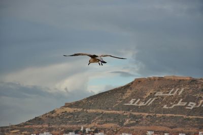 Low angle view of bird flying against sky